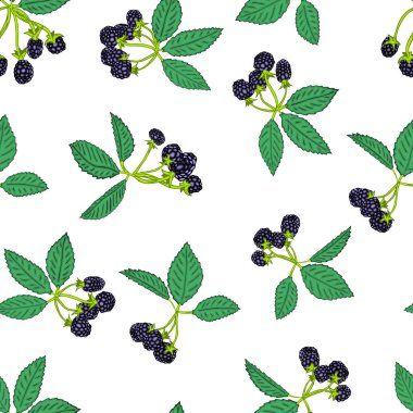 Seamless modeli blackberry veya ahududu. Berry arka plan tekstıl, duvar kağıdı, ayarlar çizimler, kapakları, yüzey, baskı, sarıcı, scrapbooking.