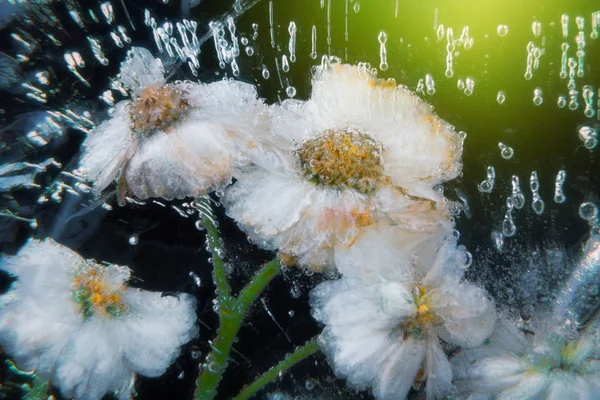 Helichrysum virágok láncolva a jég súlyos fagy. — Stock Fotó