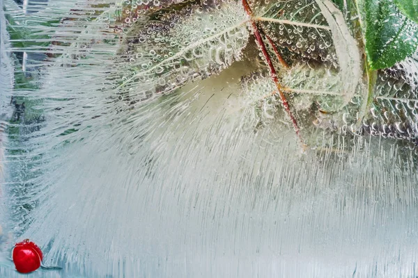 Rowan větev zamrzlá ve tloušťce ledu. Pozadí blahopřání nebo nápisu. — Stock fotografie