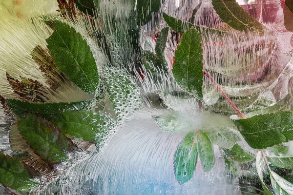 Rama de Rowan congelada en el espesor del hielo. Fondo para tarjeta de felicitación o banner . — Foto de Stock