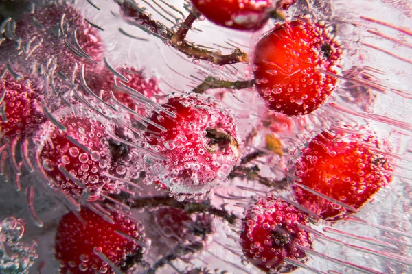 Branche de Rowan gelée dans l'épaisseur de la glace. Arrière-plan pour carte de vœux ou bannière . — Photo