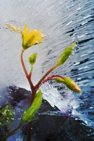 若い芽の花は、厳しい霜によって氷に鎖でつながれています. — ストック写真