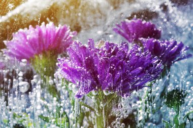 Bulanık kırmızı çiçekler şiddetli don tarafından buz zincirli.