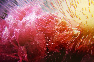 Buzun içinde donmuş güzel kırmızı güller.