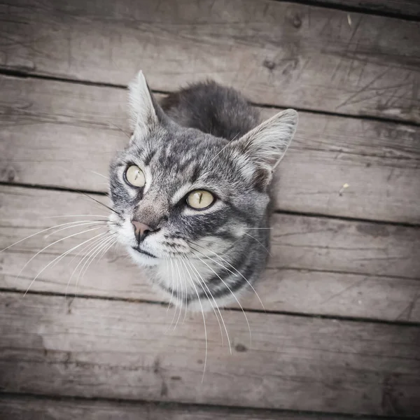 灰色の猫が座って下から見上げます — ストック写真