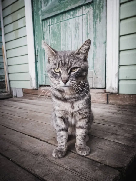 Beledigd Land Grijs Kat Zit Veranda — Stockfoto