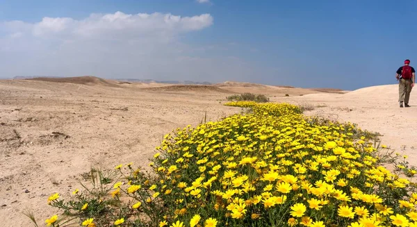 以色列内盖夫沙漠中的字符串 — 图库照片