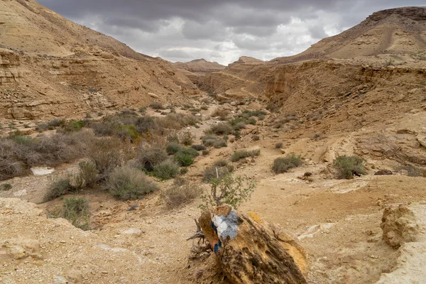Trekking v poušti v Izraeli zimní turistiku — Stock fotografie