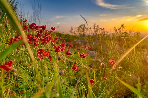 Červené Květy Zelená Tráva Ekologii Chůze Pro Přírodu — Stock fotografie