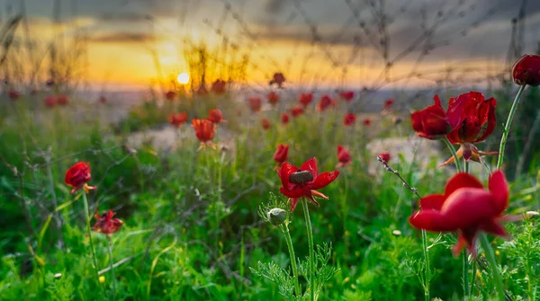 Красные Цветы Зеленая Трава Экологии Ходить Природы — стоковое фото