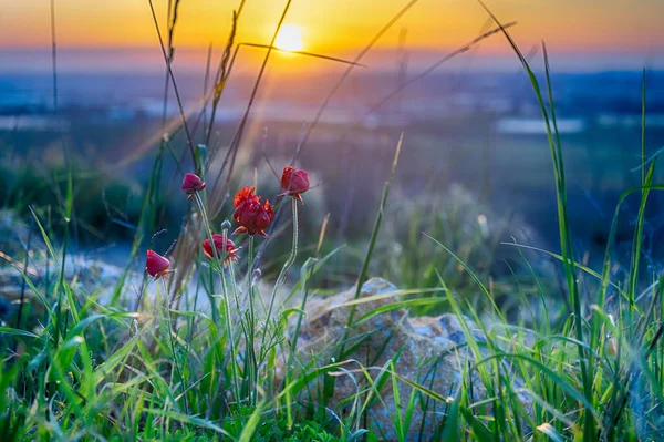 Flores Rojas Hierba Verde Ecología Caminata Por Naturaleza — Foto de Stock