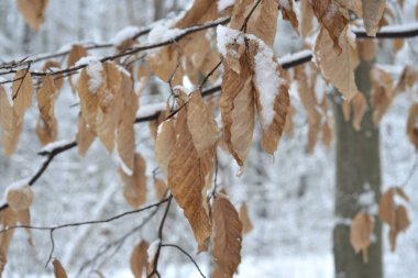 Bir kırmızı ander kar şube, Doğa arka plan.