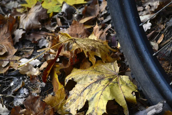 Bike Autumn Abstract Fitness Background — Stock Photo, Image