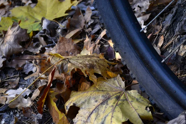 Bike and autumn — Stock Photo, Image
