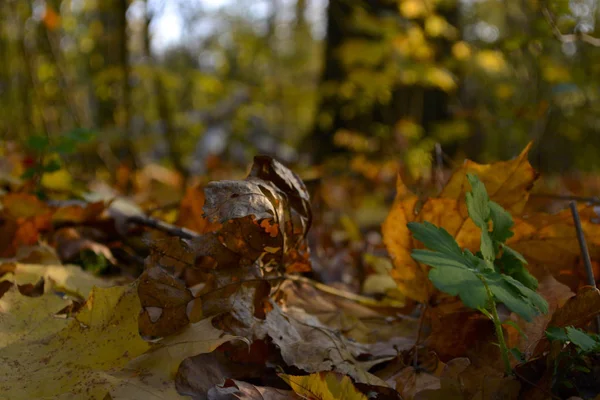 Herfst in het bos — Stockfoto