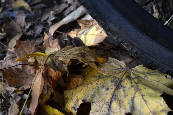 Fiets en herfst — Stockfoto