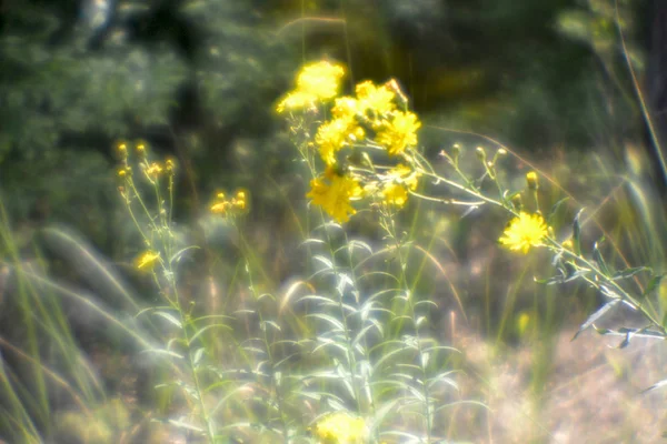 Luminous flowers — Stock Photo, Image