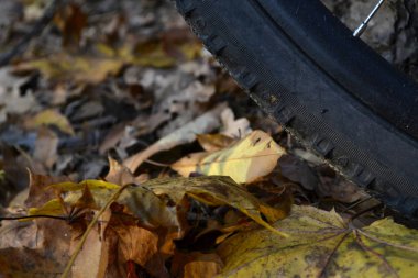 Bisiklet ve sonbahar