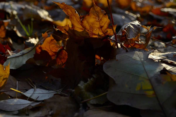 Herfst in het bos — Stockfoto