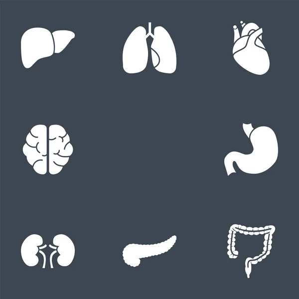 Internal Organs Glyph Icons — Stock Vector