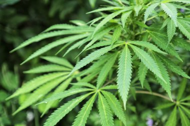 güzel yeşil bush esrar baskını