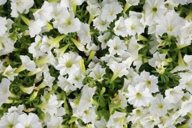 güzel beyaz çiçekler arka plan