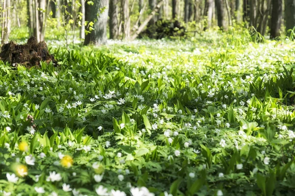 Witte Bloemen Fairy Forest — Stockfoto