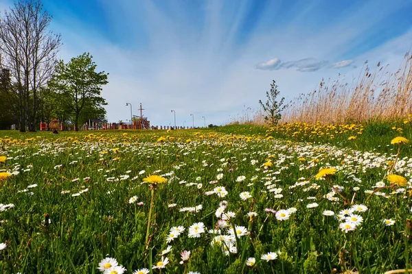 blue sky and flowers