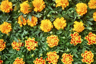 arka plan güzel çiçek