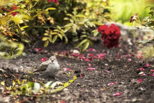 一只小麻雀和玫瑰灌木 — 图库照片