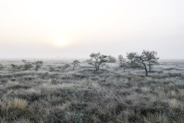 Bataklıkta sisli şafak