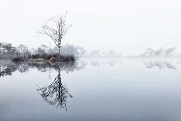 Reflejo Del Lago Pantano — Foto de Stock