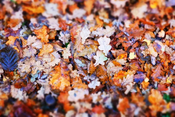 Опавшие Осенние Листья Красивый Фон — стоковое фото