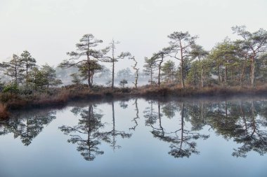 Bataklık gölde yansıması