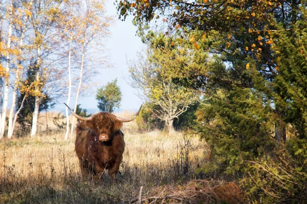 Beautiful Cow Sunny Meadow — ストック写真