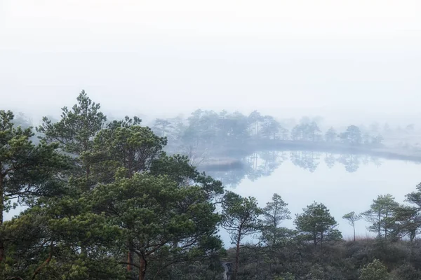 Reflejo Del Lago Pantano — Foto de Stock