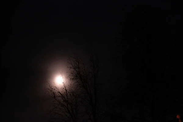 Bulan Bersinar Antara Pohon — Stok Foto