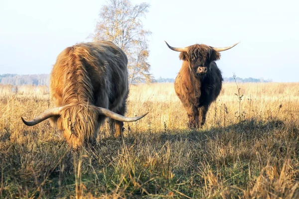 Vacas Hermosas Prado Soleado — Foto de Stock