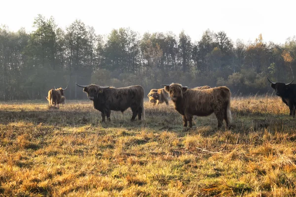 Indah Sapi Padang Rumput Cerah — Stok Foto