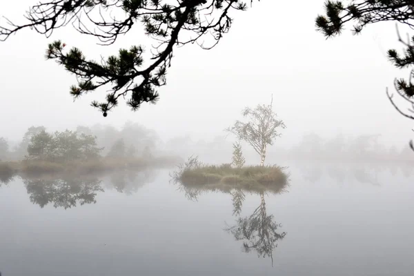 Туманное Утро Болоте — стоковое фото
