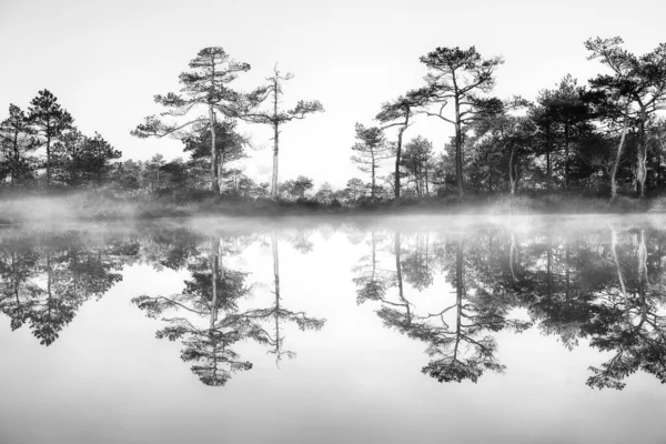 Beautiful Morning Swamp — Stock Photo, Image