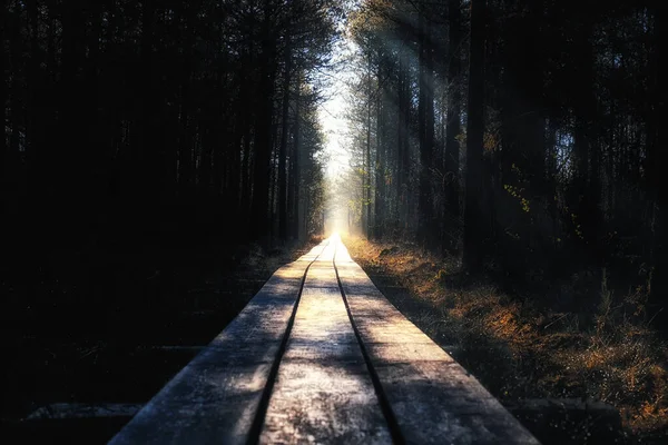 Ξύλινος Δρόμος Μέσα Από Δάσος — Φωτογραφία Αρχείου