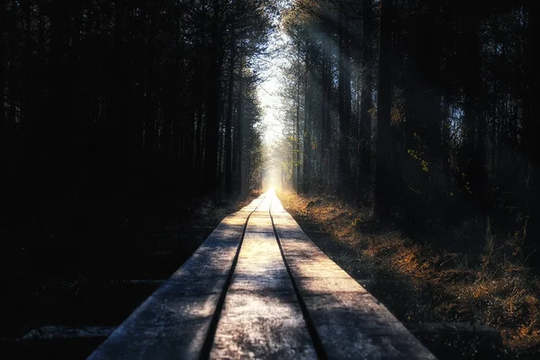 Camino Madera Través Del Bosque — Foto de Stock