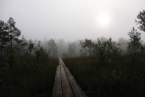 Mlhavá Cesta Bažině — Stock fotografie