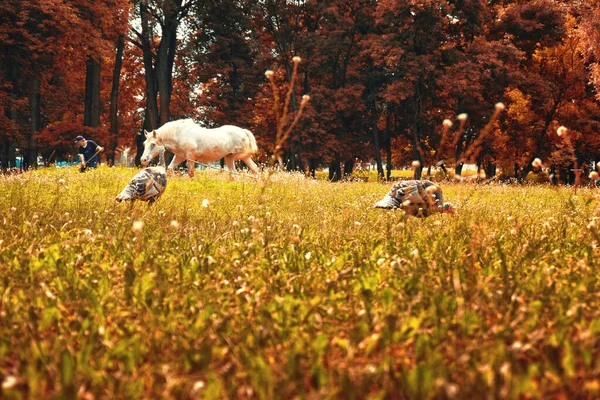 Påfågel Och Häst Den Magiska Ängen — Stockfoto