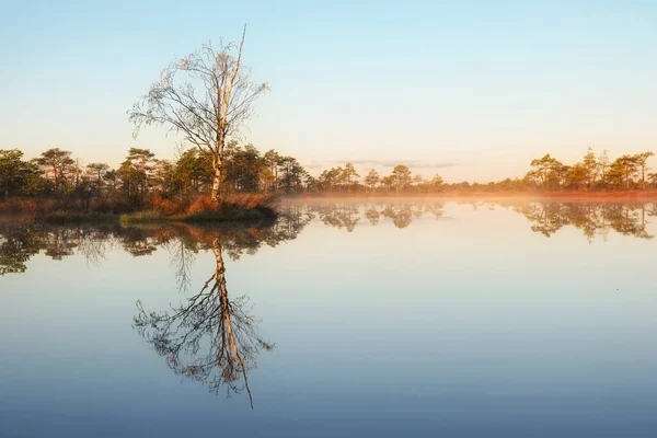 Beautiful Morning Swamp — Stock Photo, Image