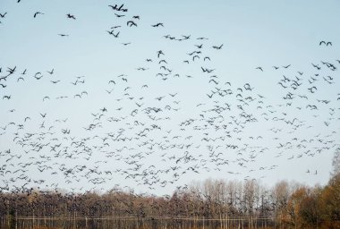 Estonya 'daki bir tarlaya göç eden büyük bir kuş sürüsü