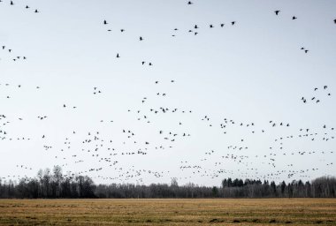 Estonya 'daki bir tarlaya göç eden büyük bir kuş sürüsü