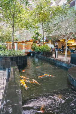 Koi Pond