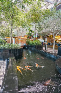 Koi Pond